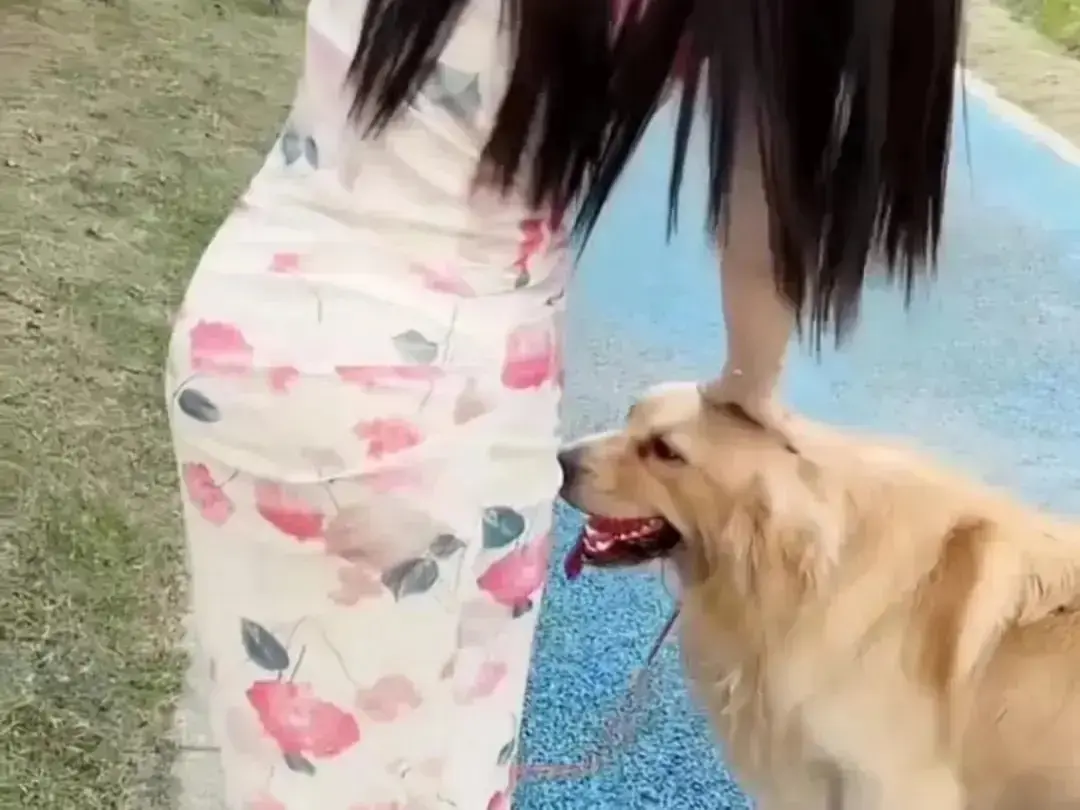 《抖音香香公主与爱犬金毛》高能日常互动完整版高清免费观看-抖音香香公主与爱犬直播回放无广告在线播放-抖音金毛撒娇名场面网盘资源秒播-香香公主与爱犬金毛全集资源